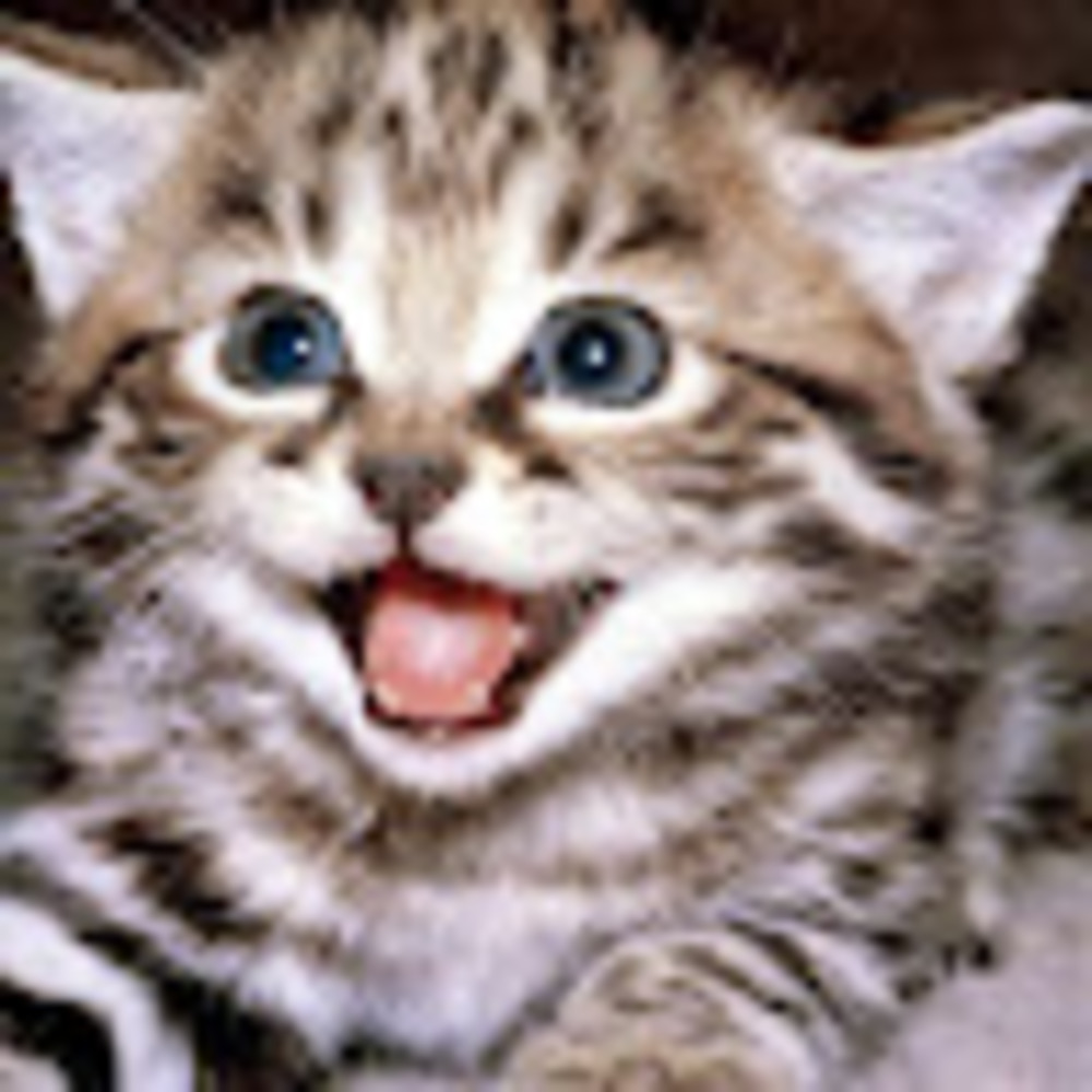 Meet your Posher, Rebecca